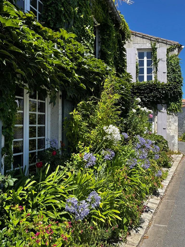 Maison fleurie d’agapanthes à La Couarde-sur-Mer